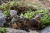 hvězdovka smrková (Houby), Geastrum quadrifidum, Geastraceae (Fungi)